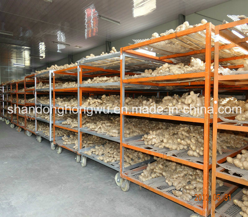 Fresh Ginger for Sale, Best Ginger, Fresh and Air Dry Ginger From China