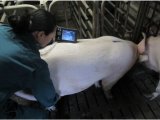 Handheld and Waterproof Ultrasound for Swine/Pigs