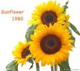 Zhejiang Sunflower Co., Ltd.