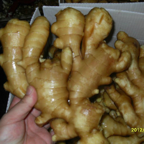 Chinese Fresh Ginger New Crop