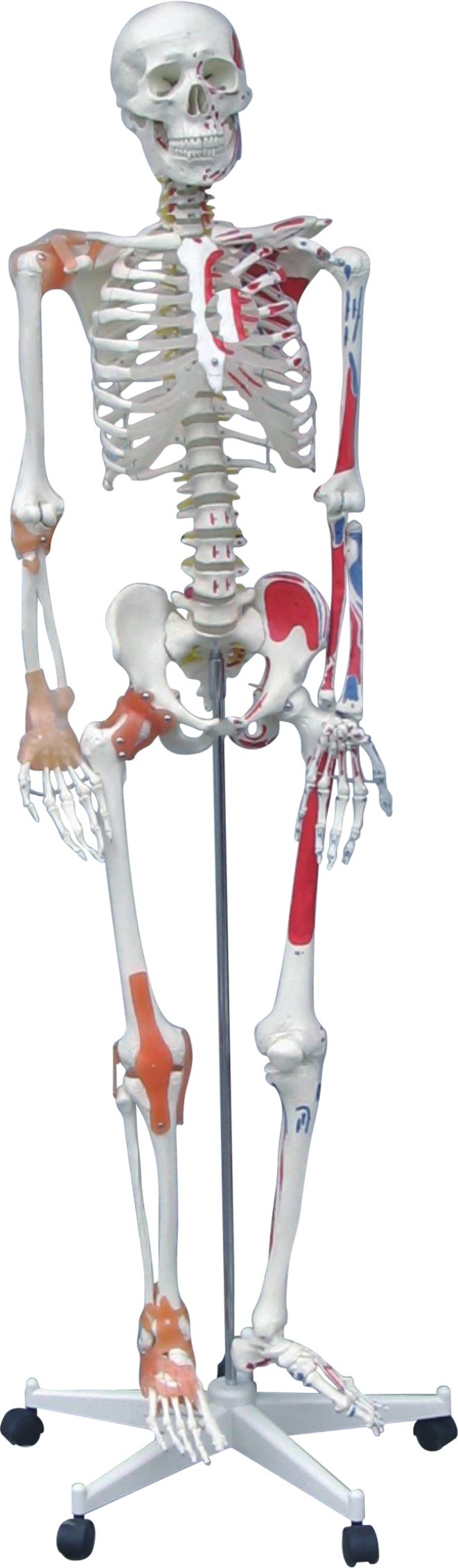 Human Skeleton Mh00003