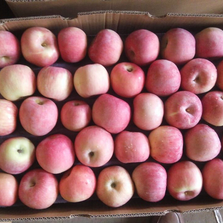 Hot Selling for 2015 Crop Fresh Red FUJI Apple