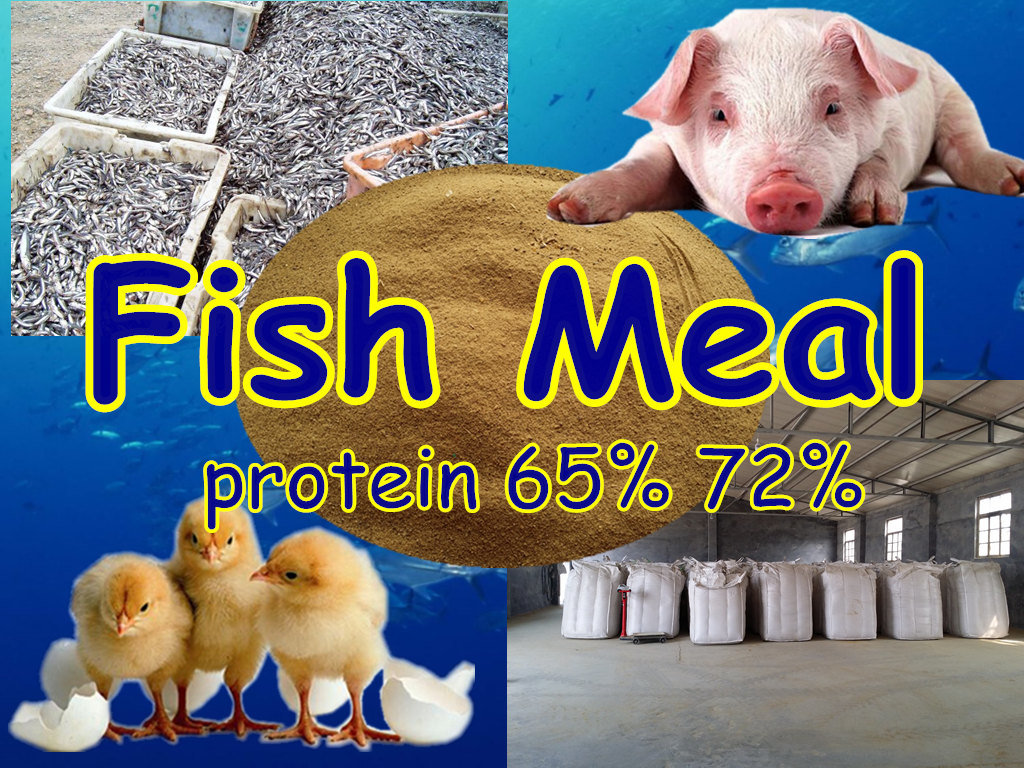 Fish Meal Powder for Feed Protein 65% 72%