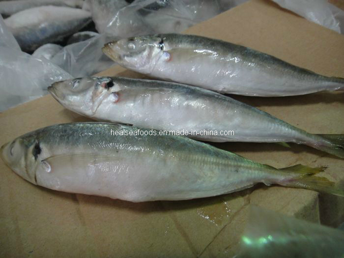Fresh Horse Mackerel Fish Price