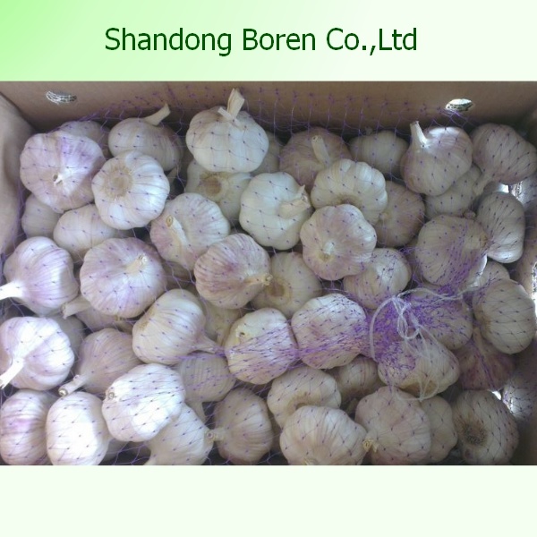 New Crop Fresh Pure White Garlic