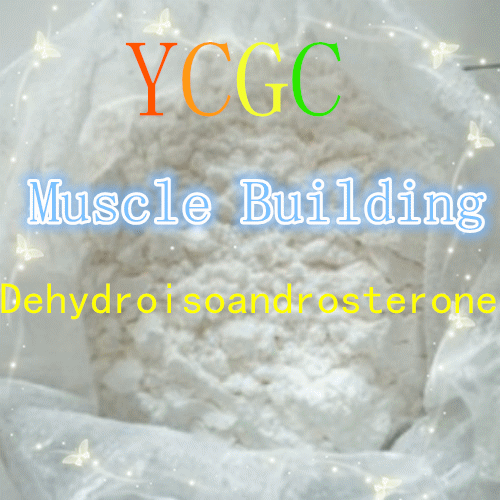 Body Building Steroid Powder Dehydroisoandrosterone