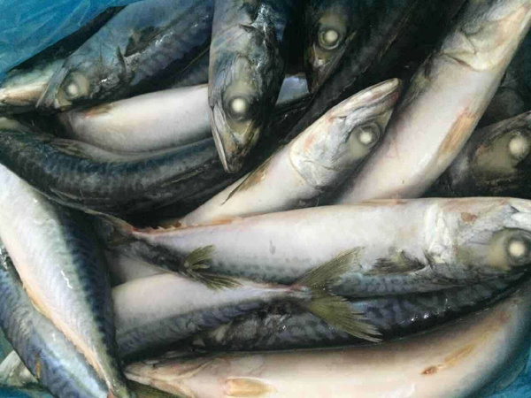Frozen Pacific Mackerel with Fresh Tast and Good Quality