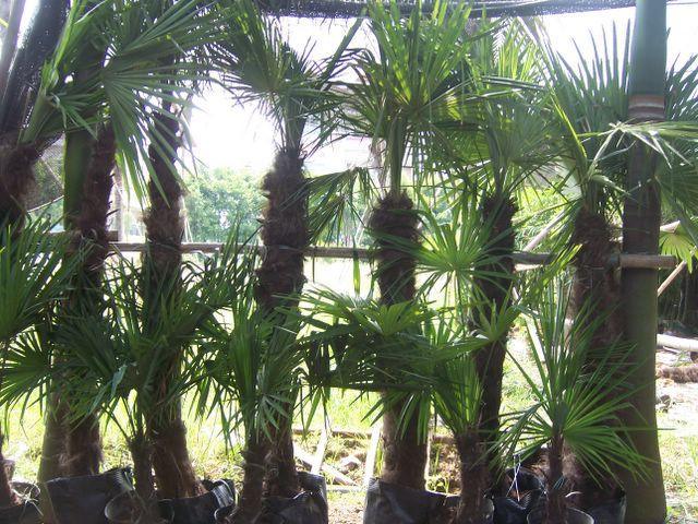 Rare China-Native Palms and Cycad