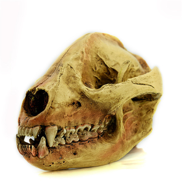 Hot Selling Resin Cave Bear Skull for Celection
