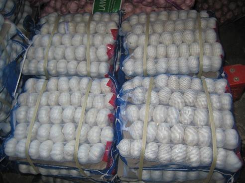Excellent Quality Normal White Garlic (5.5cm up)