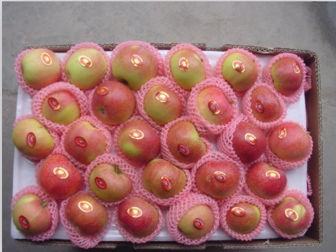 Red Fresh Gala Apple Fruits
