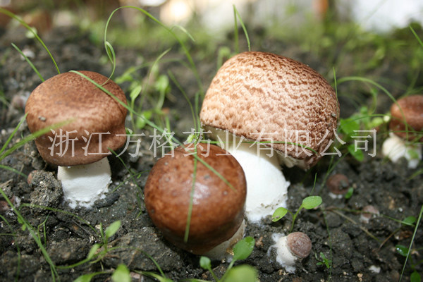 Agaricus Blazei Powder, Abm; Brazil Mushroom; Edible and Medicinal Mushroom