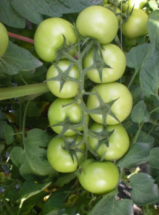 Energy Disease Resistant Tomato Hybrid Seeds