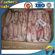 Frozen Argentina Squid Size 150 - 200 G for Human Consumption