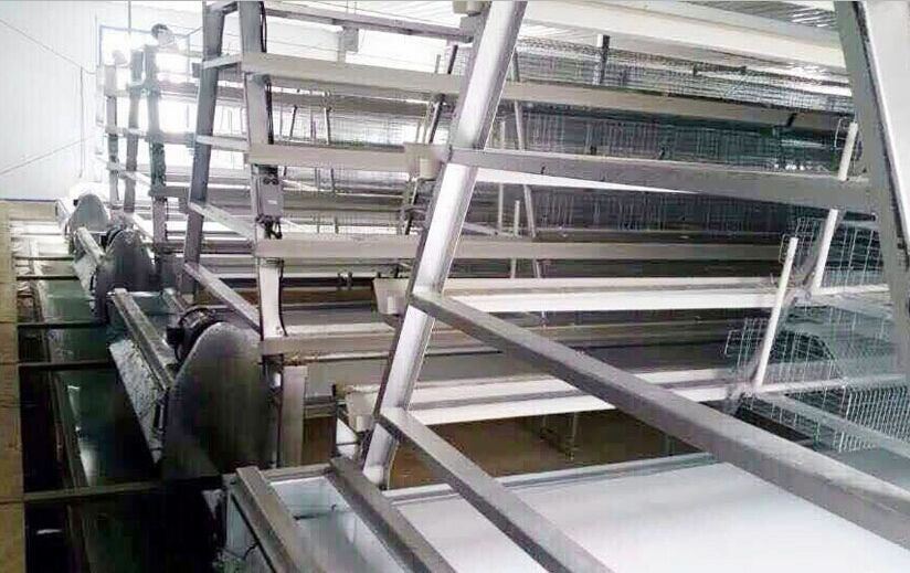 Layer Cage with Manure Belts