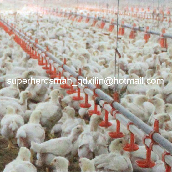 Full Set Automatic Poultry Feeder and Drinker for Broiler