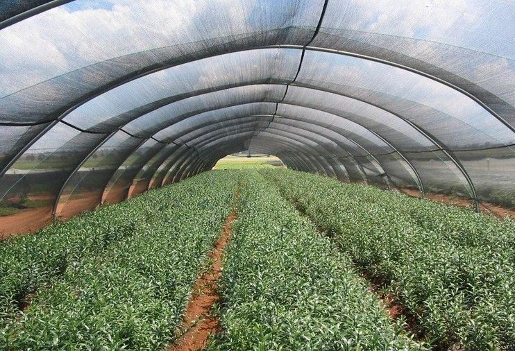 Meyabond 100% Pure HDPE Anti Insect Net for Greenhouse