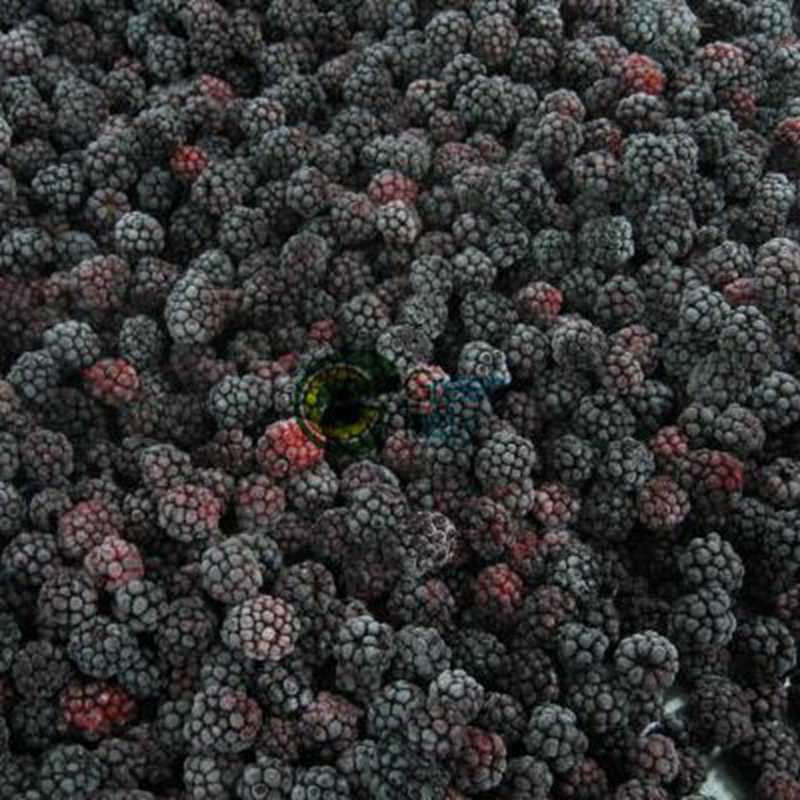 IQF Frozen Chester Blackberry in High Quality