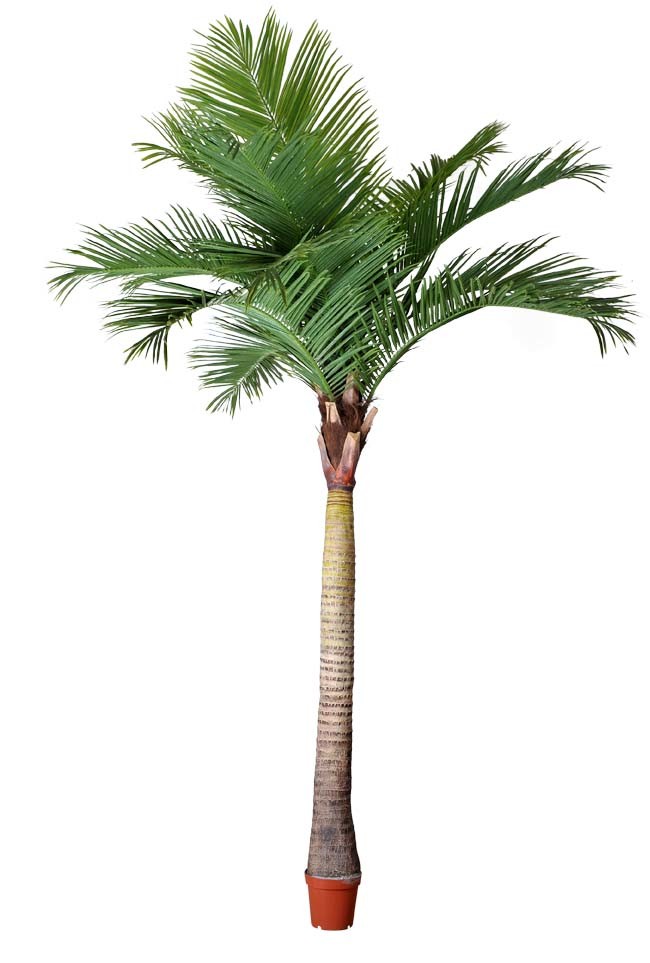 Artificial Plants and Flowers of Coco Palm 330cm (GU-BJ-831-12-3.3M)