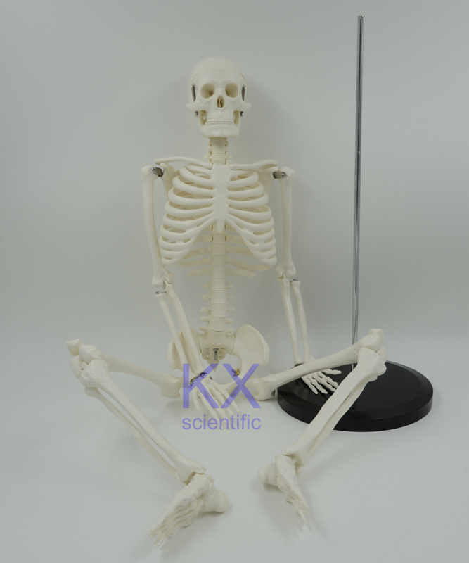 85cm Skeleton Model Cheap