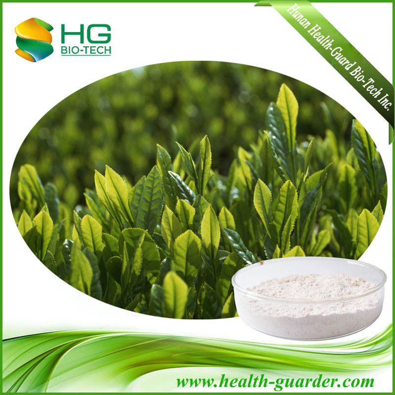 Plant Extract Green Tea Extract for Skin Care Products