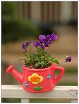 5.5 Inch Colorized Terracotta Watering Jug (901011) 