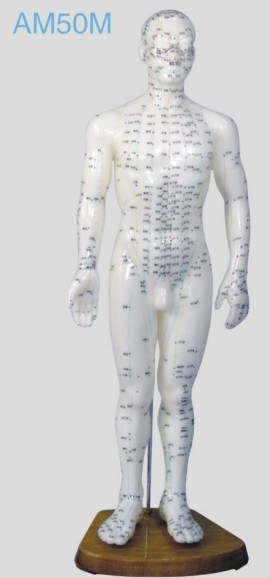 Acupuncture Human Model (AM50M)