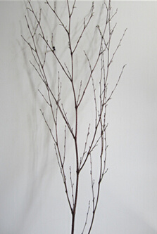 Bamboo Branch/Decoration Items/Home Decoration