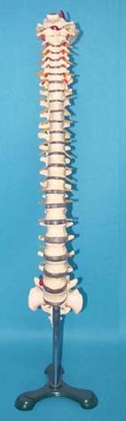 Human Spine Colleltion Gd0146A000