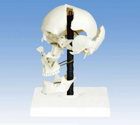 Model of Skull Bones (CA-10392E)