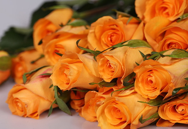 Fresh Cut Flowers-Holiday Princess-Orange Rose