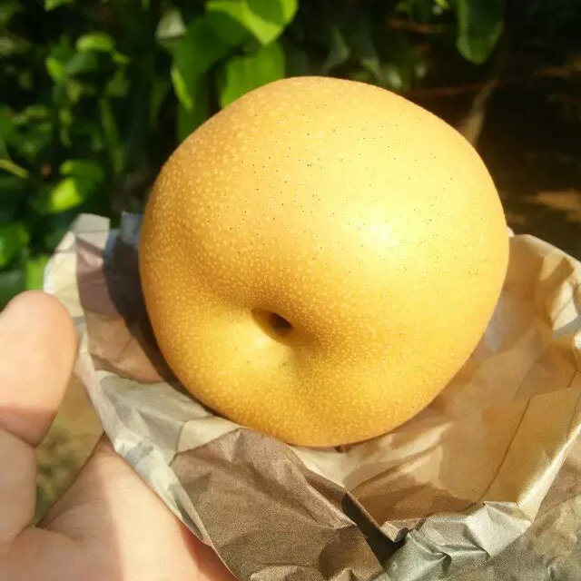 Fresh Nashi Pear, Fresh Fengshui Pear