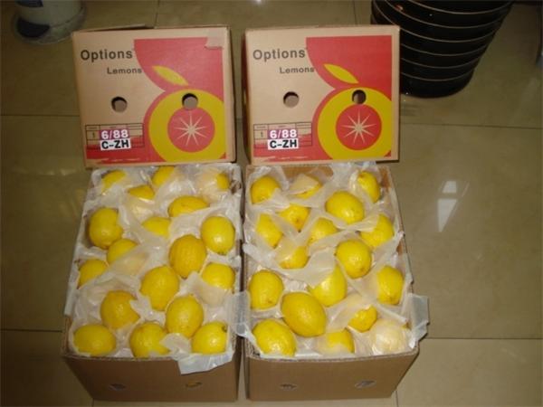 Best Quality Fresh Eureka Lemon (EL-01)