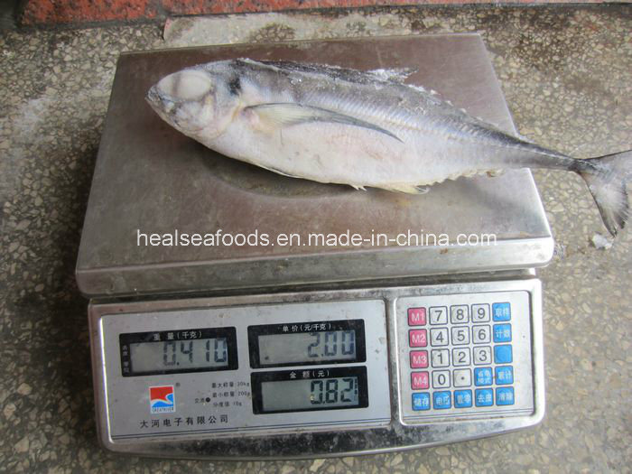 Frozen Fishtail Mackerel Hard Tail Price for Sale