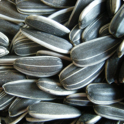 Sell Sunflower Seeds Low Price