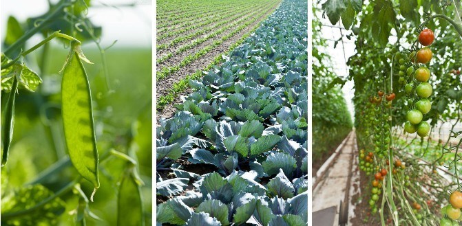 Auspicious Rain Amino Acid Foliar Fertilizer for Vegetable