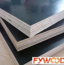 Kuwait Market 18mm Poplar Core Plywood