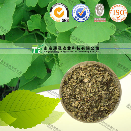 ISO Certificate Herbal Medicine Ginkgo Leaf