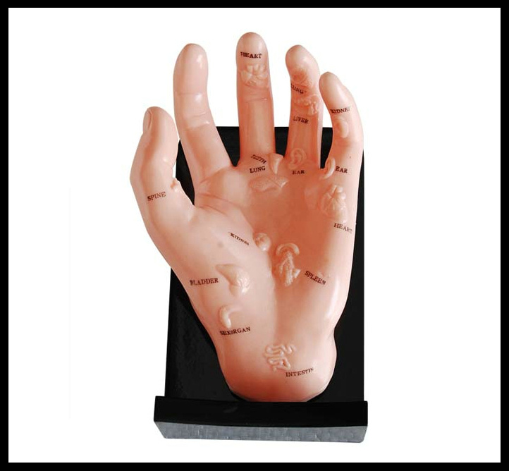 Massage Hand Model (M-7-12) Acupuncture
