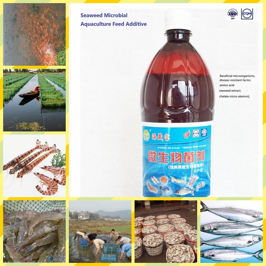 Seaweed Microbial Aquaculture Feed Additive