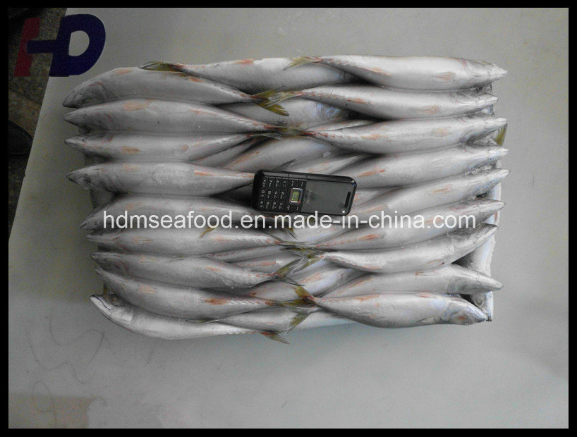 Supply Seafood Frozen Mackerel Fish (Scomber japonicus)