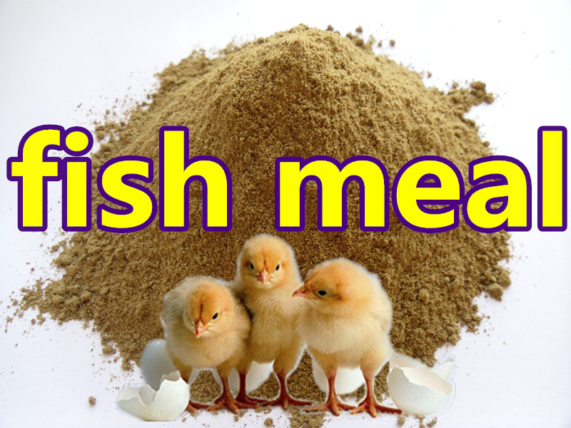 Fish Meal with Competitive Price for Feed 65% 72%