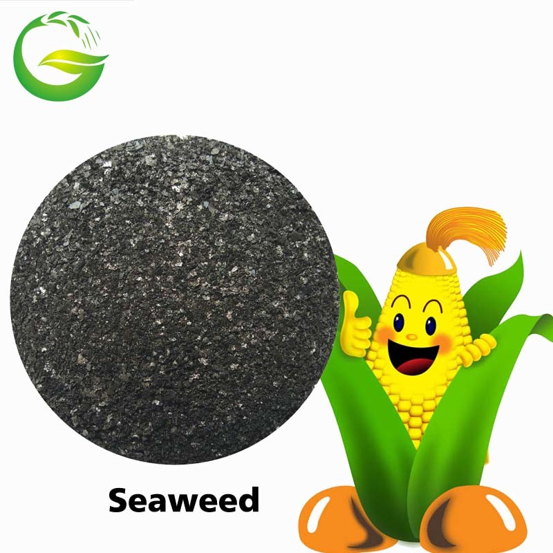 Qfg Seafer Star 100% Water Soluble Seawed Extract Fertilizer