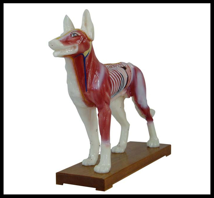 Acupuncture Animal Model (M--6-D Dog Model)