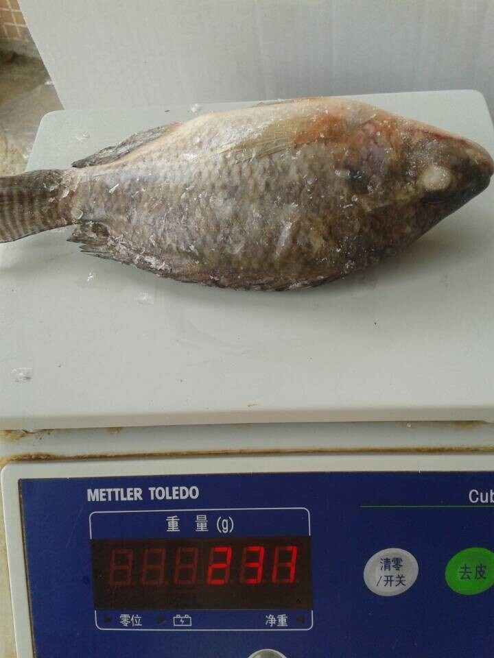 Tilapia Gutted and Scaled