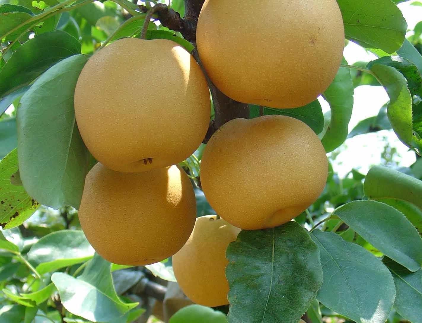 High Quality Delicious Sweet Fengshui Pear