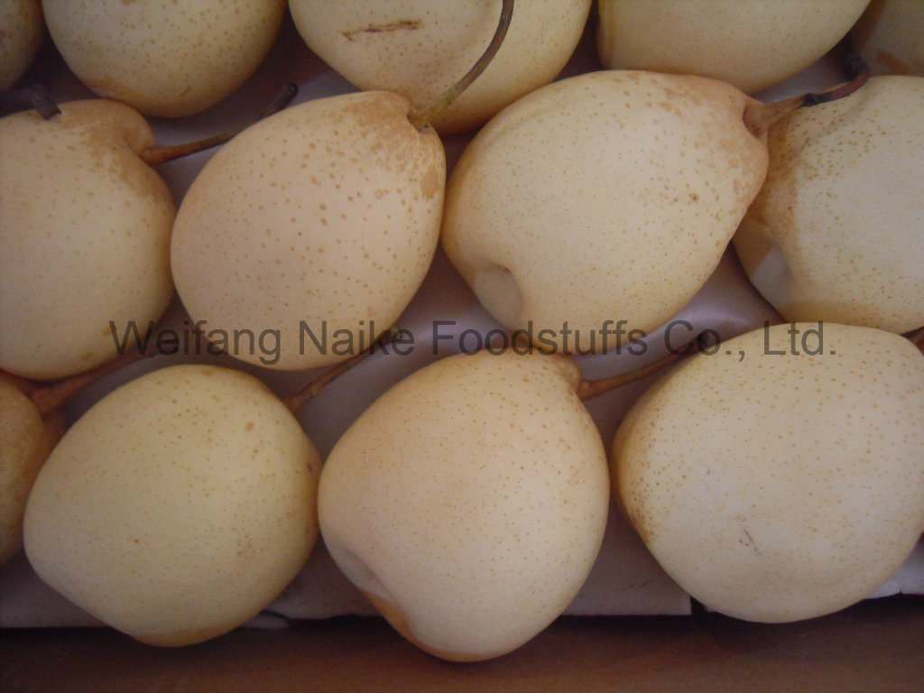 Fresh Pear / Chinese Fruits of High Quality (36.40.44.48)