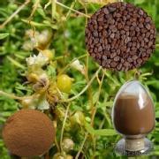 Plant Extract Rhodiola Rosea Extract Powder
