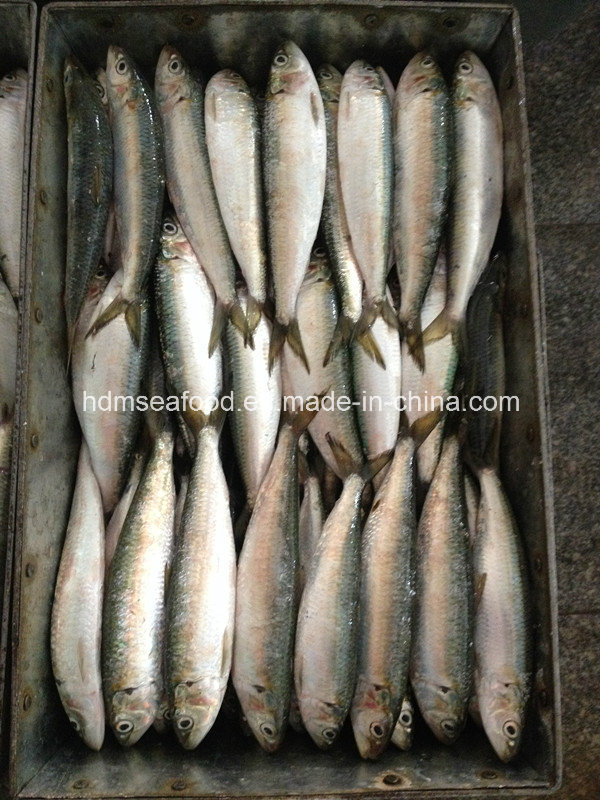 Frozen Sardinella Fish (Sardinella Longiceps) Wr for Bait