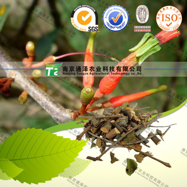 Natural Herbal Medicine Raw Material Parasitic Loranthus